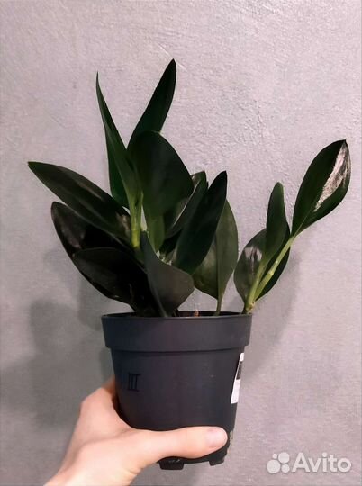 Сциндапсус дарк,мунлайт.Эпипремнум пиннатум вайт