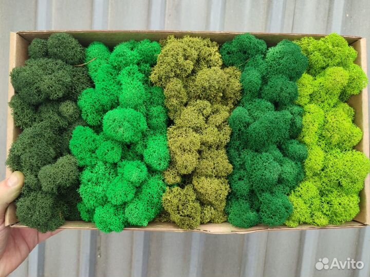 Стабилизированный мох, ягель, кочка, панно