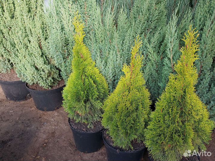 Можжевельник, туя.(Блю эрроу,Смарагд)