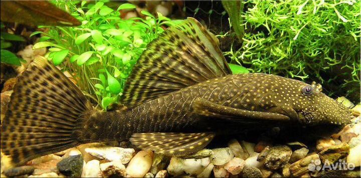 Сом Анциструс 35 см