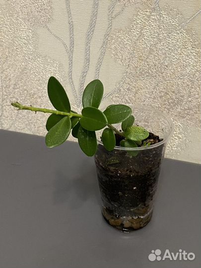 Хойи, Фуксия, Сциндапсусы