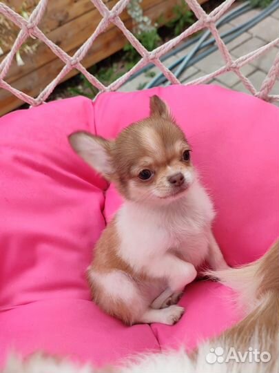 Чихуахуа девочка