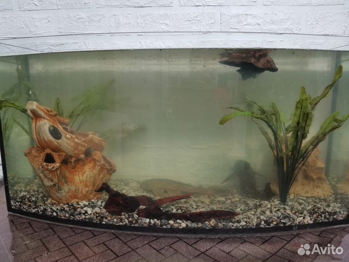 Аквариум