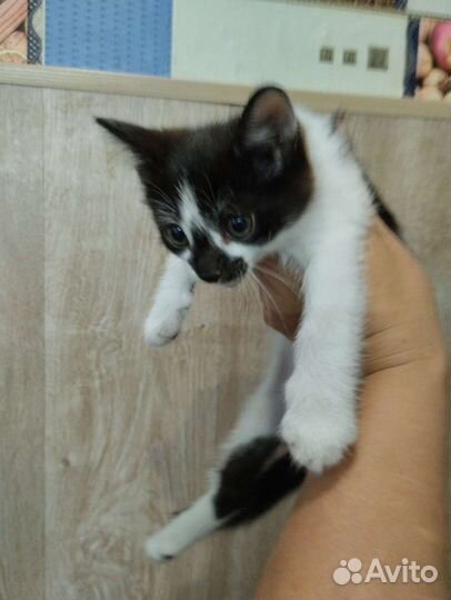 Котенок в добрые руки