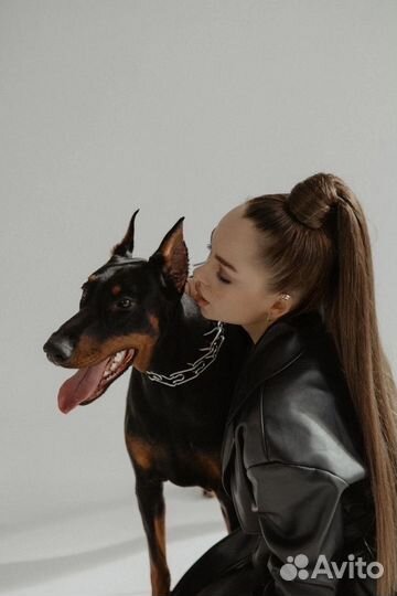 Фотосессия с доберманом все включено