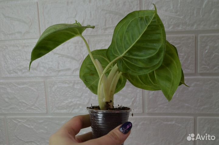 Сингониум макрофиллум фростед хард