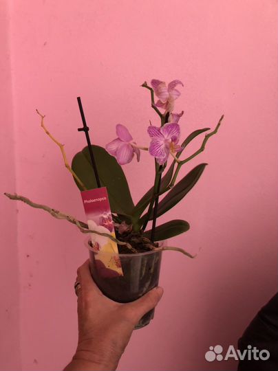 Орхидея Фаленопсис