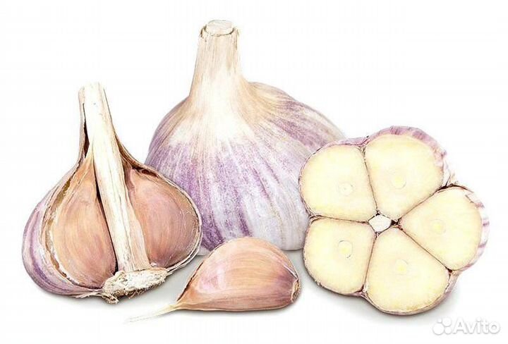 Крупный домашний чеснок