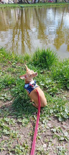 Мини той-терьер