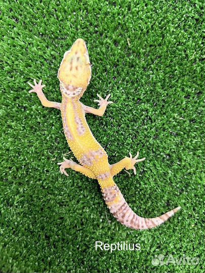 Эублефар + террариум с оформлением