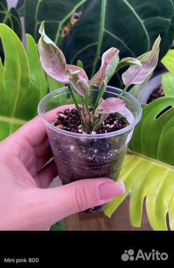 Сингониумы 1