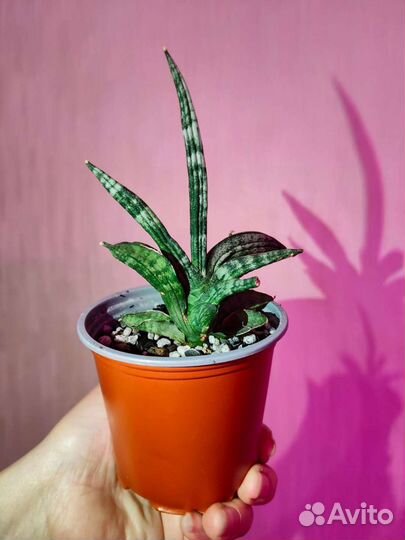 Суккуленты и кактусы