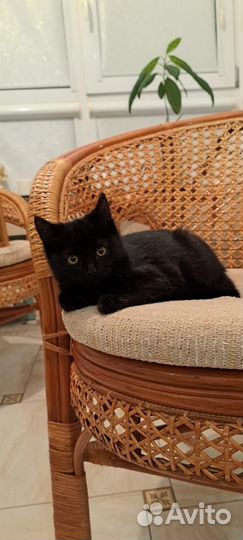 Коьенок девочка