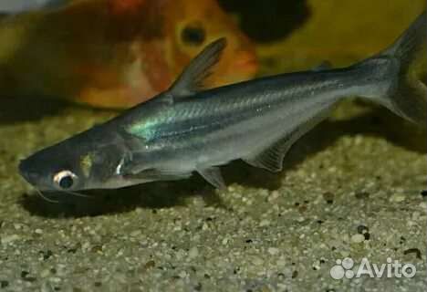 Продам аквариумных рыб