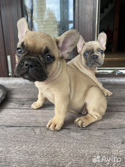 Французский бульдог