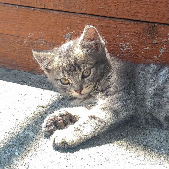 Котята (белые и серо-пятнистый)