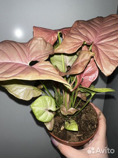 Сингониум неон Пинк