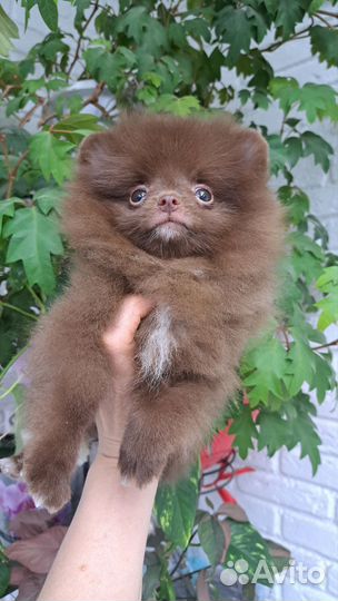 Померанский шпиц