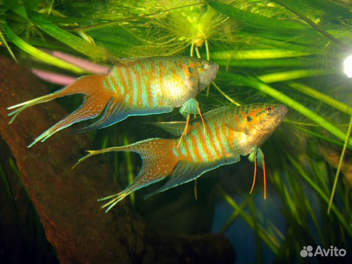 Рыбки аквариумные оптом и в розницу