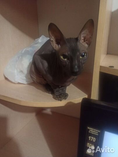 Кошки донской сфинкс