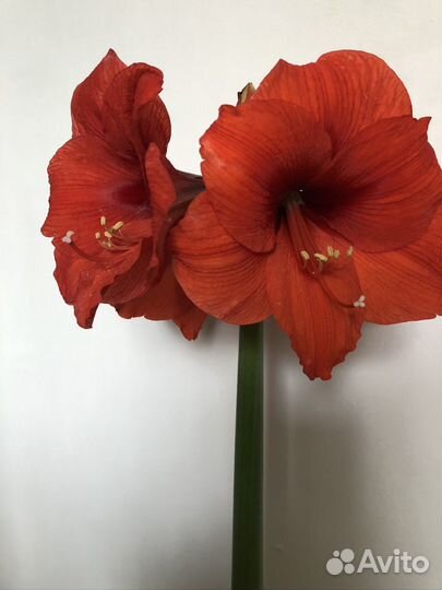 Гипераструм