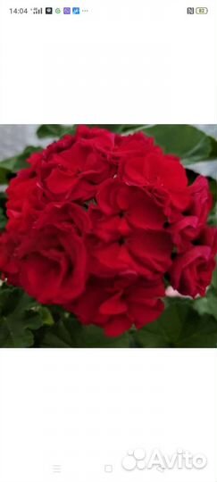 Герань пеларгония розебудные, тюльпанки, зоналки