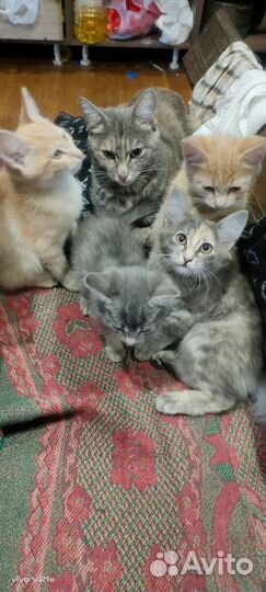 Котята