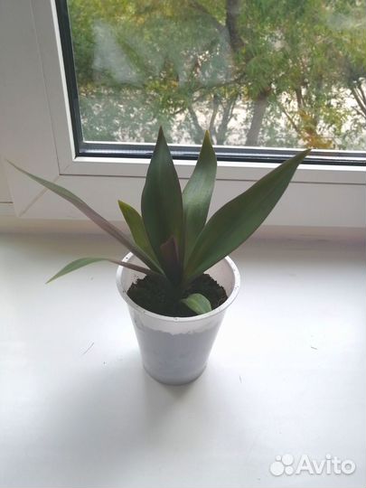 Рео отросток