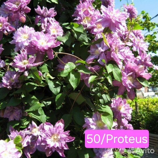 Клематис в горшке 2л. - 4 сорта