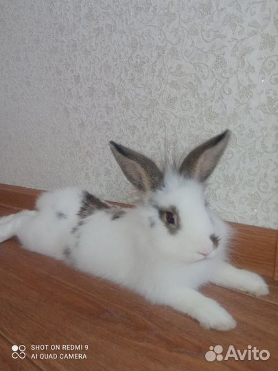 Декоративный кролик в добрые руки