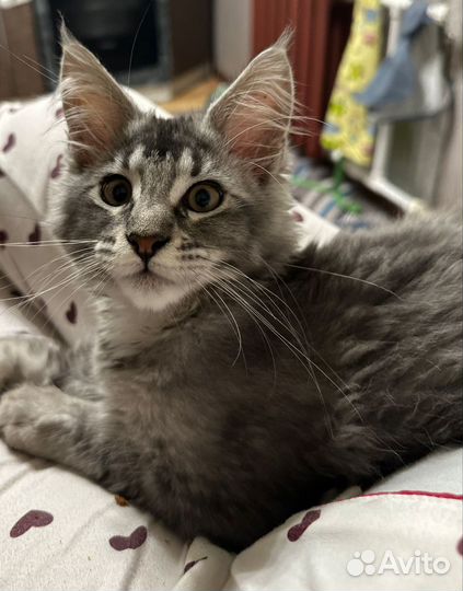 Котята мейн-кун