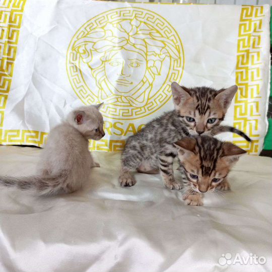 Бенгальские котята