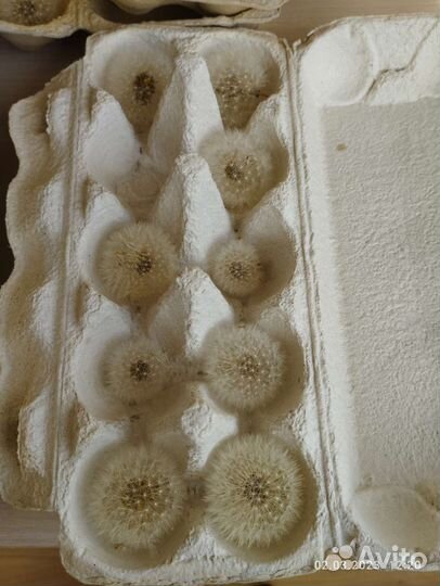 Одуванчики сухие, сухоцветы