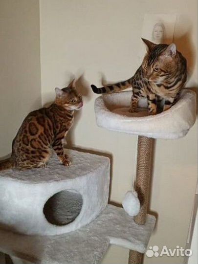 Бенгальский кот