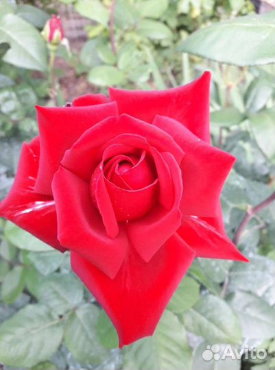 Комнатное растение