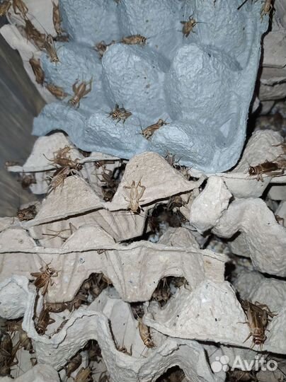 Кормовые насекомые