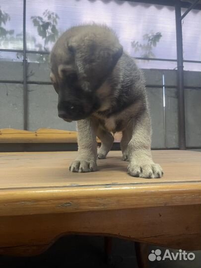 Собака немецкая овчарка