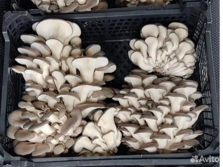 Инвестиции в бизнес. Ищу инвестора