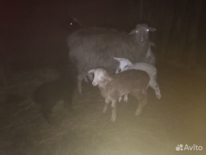 Овцематки с ягнятами