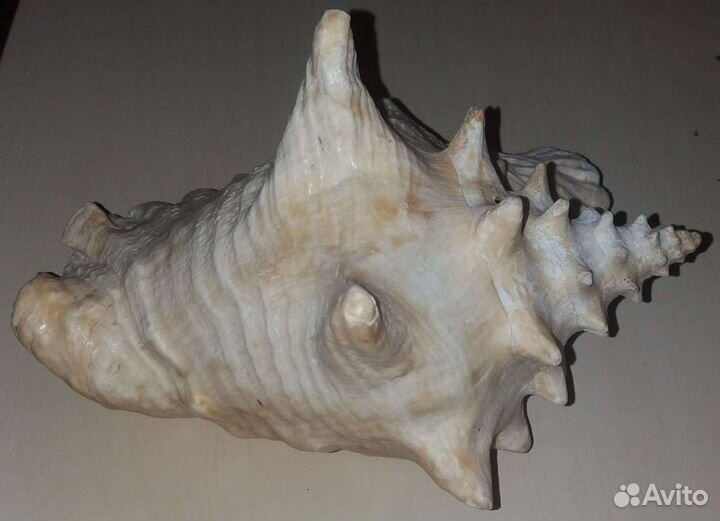 Большая морская раковина (Обмен)