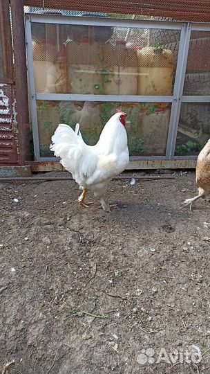 Молодые петухи