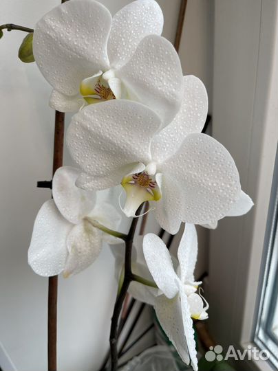 Орхидея