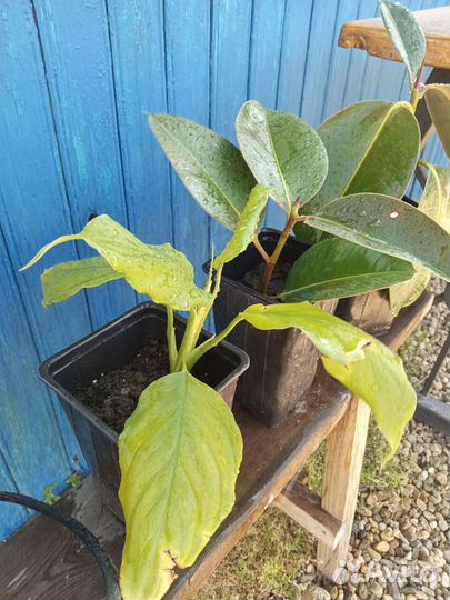 Комнатные растения цветы