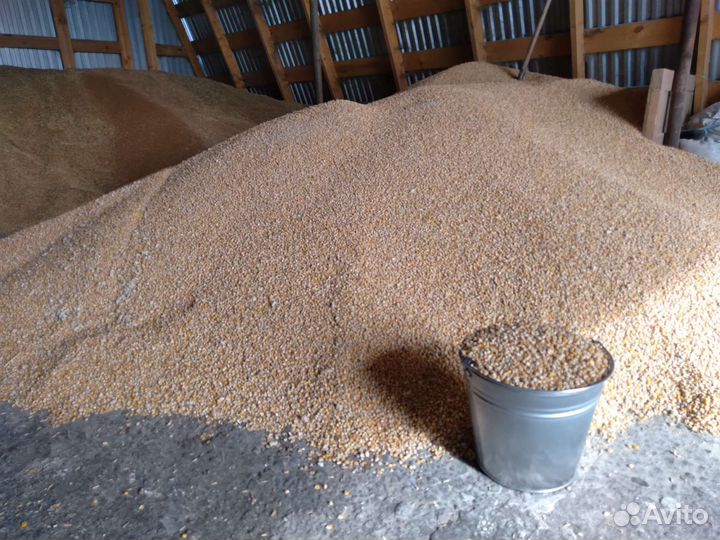 Пшеница, ячмень, овес, дробленка