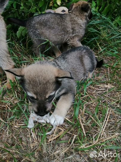 Сабачки в добрые ручки