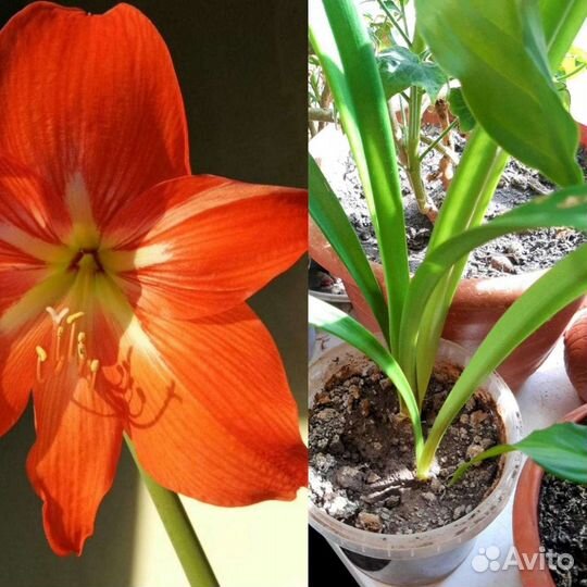 Гиппиаструм