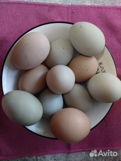 Куры несушки