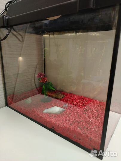 Аквариум