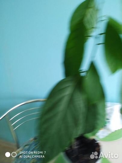 Растение авокадо с горшком