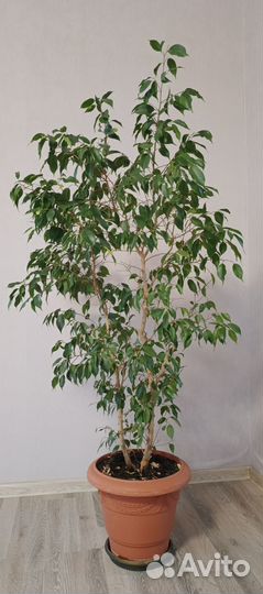Фикус бенджамина